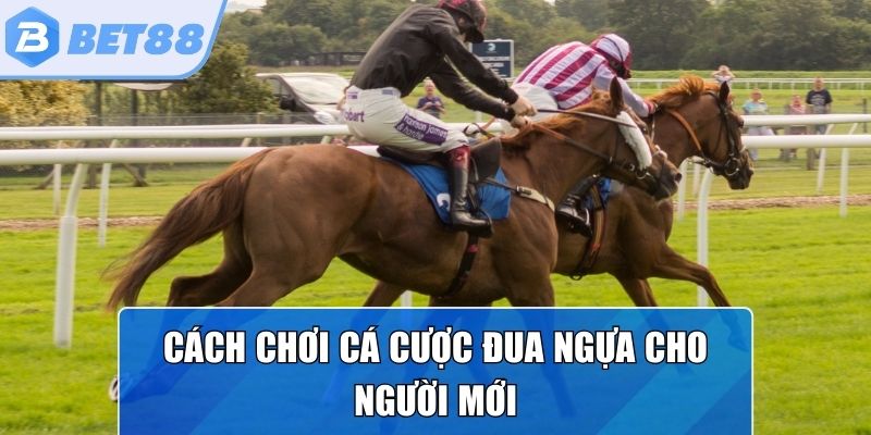 Các bước để tham gia chơi đua ngựa trực tuyến
