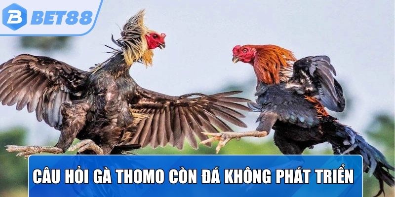 Câu hỏi Gà Thomo còn đá không đã phát triển thêm phát trực tuyến