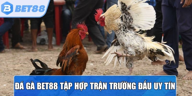 Đá gà Bet88 tập hợp những trận kịch tính từ trường đấu uy tín