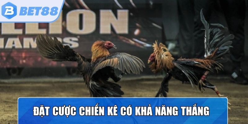 Đặt cược chiến kê có khả năng thắng và nhận tiền ngày
