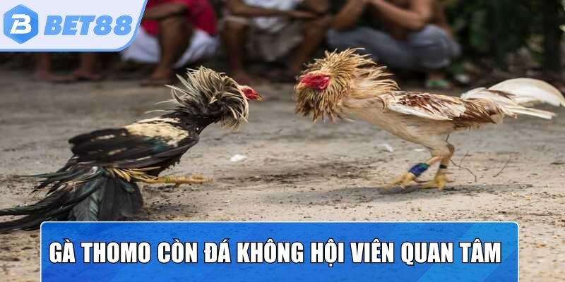 Gà Thomo còn đá không được hội viên yêu chiến kê quan tâm