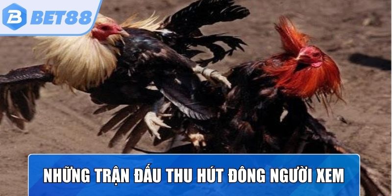 Những trận đấu thu hút đông đảo người xem, chọn kèo sôi động